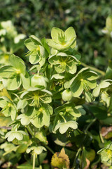 Fototapeta na wymiar Green flowers of helleborus lividus or helleborus dumetorum