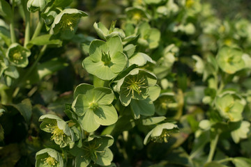 Fototapeta premium Green flowers of helleborus lividus or helleborus dumetorum