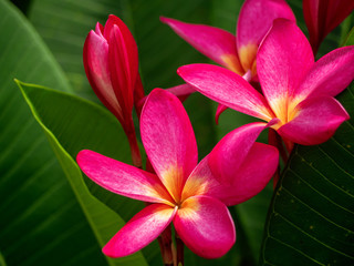 The pink color flower with green leaves