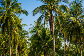 Obraz premium beautiful palm trees with a magnificent crown on a background of blue sky, vacation concept. Palm grove on the island. Coastal lawn under a palm tree. Wallpaper palm trees with large green leaves.