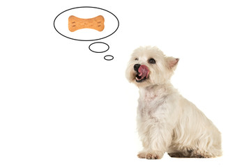 West highland white terrier dog with its tongue out of its mouth licking its mouth thinking of a bone shaped cookie in a thought cartoon balloon on a white background with copy space