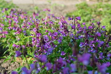 Obraz premium Lathyrus vernus, spring vetchling, spring pea or spring vetch