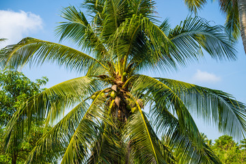 Fototapeta premium background image of coconut green palm tree on blue sky.