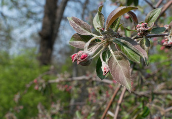 Pink unopened buds of malus purpurea in spring garden