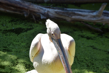pelecanus onocrotalus in a zoo
