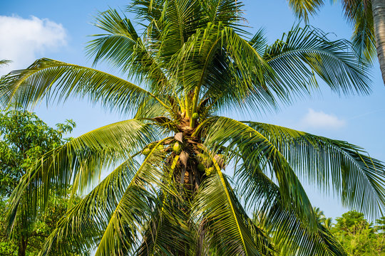 background image of coconut green palm tree on blue sky.