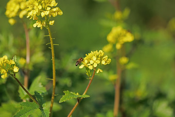 Wild Mustard Grass ; Sinapis arvensis L