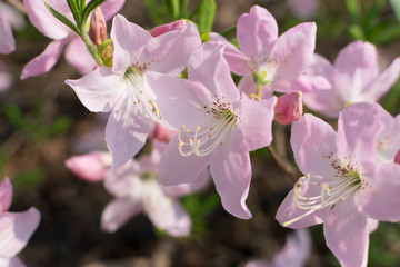 White and pink Rhododendron schlippenbachii flowers in spring garden