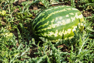 ripe watermelon is growing on the plantation. harvest of ripe fruit