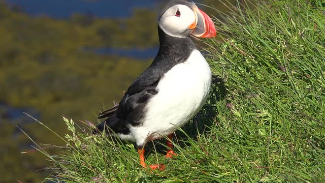 Nice closeup of a cute puffin posing on the coast of Iceland near Latrabjarg.