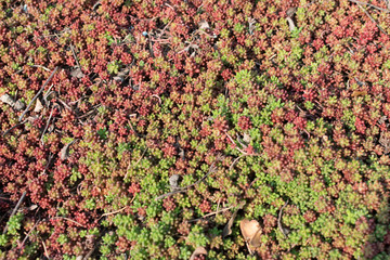 Sedum album, Crassulaceae or stonecrop close up