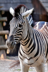 Zebra © Grzegorz Targosz