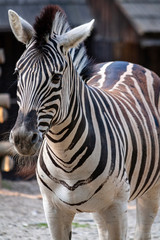 Zebra © Grzegorz Targosz