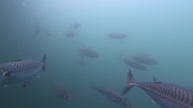 Mackerel swimming in school in deep water