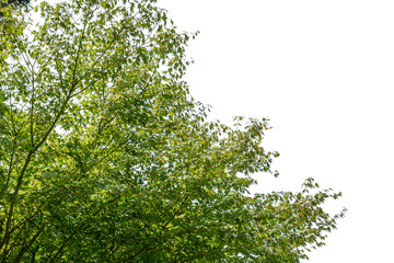Tree isolated on white background	