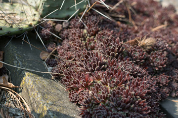 Sempervivum tectorum , houseleeks or liveforever in spring garden