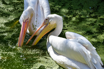pelecanus onocrotalus in a zoo