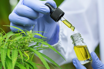 Hemp oil, A woman holding a dropper with an oil product, Cannabis CBD oil.