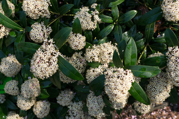 Skimmia japonica flowers or Japanese skimmia flowering plant