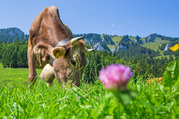 Kuh - Allgäu - Sommer - Grünten - Blumen 