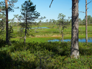 Fototapeta premium Small pond in the bog on a hot summer day. Northern landscape from the Kauhaneva-Pohjankangas National park in Finland.