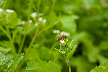 pszczoła na kwiecie rzodkiewki