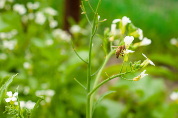 Fototapeta pszczoła na kwiecie rzodkiewki obraz