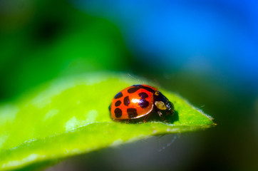 ledybug, ladybug on a green leaf, insect, ledybird