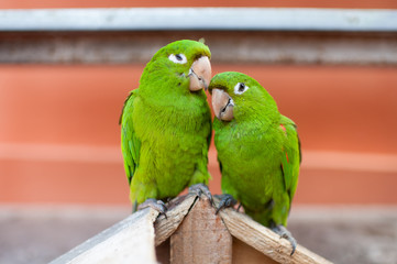 Obraz premium Lovely green parrots pair