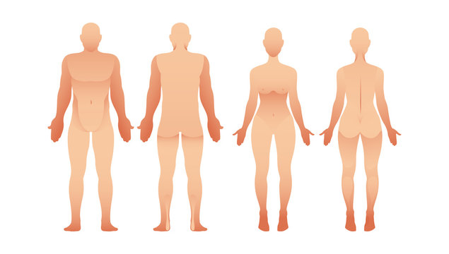 Silhouettes of man and woman front and back view. Vector human body