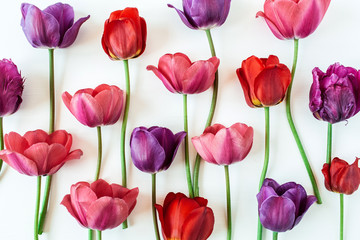 Floral composition with colorful tulip flowers on white background. Flat lay, top view florist blog...