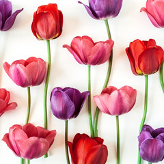 Colorful tulip flowers on white background. Flat lay, top view minimal summer floral pattern...