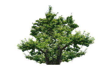 Obraz premium Tree isolated on white background 