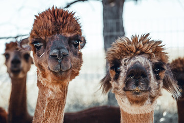 alpaca portraits: sweet, funny face collection for animal lovers