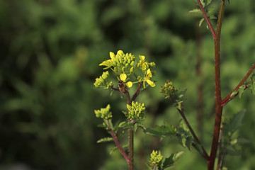 Wild Mustard Grass ; Sinapis arvensis L