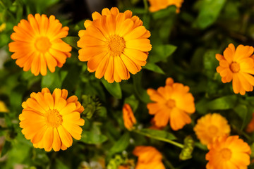 The calendula flowers in sunny garden