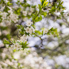 Flowers, cherry blossoms on the branches on a spring day. Beautiful spring background. Spring flowering in the garden wallpaper. Beautiful blossoming flowers of apple trees in the park.