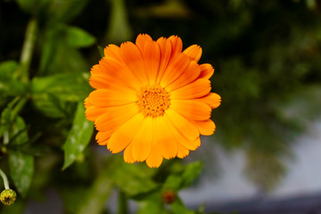 Beautiful single calendula flower in the garden