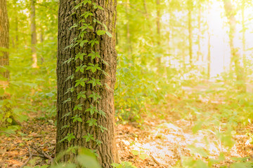 Virginia creeper plant on the tree.