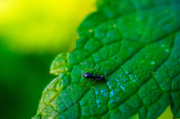 black ant on a green leaf, ant, insect