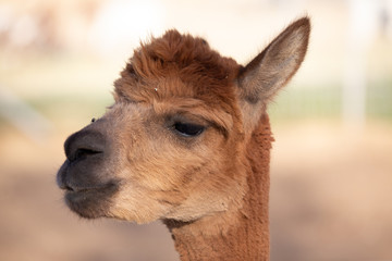 Obraz premium alpaca portraits: sweet, funny face collection for animal lovers