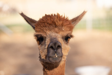 Fototapeta premium alpaca portraits: sweet, funny face collection for animal lovers