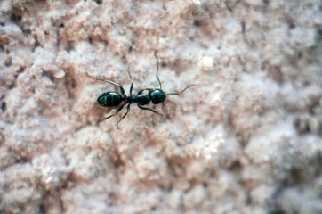 black ant close-up, ant, insect, black ant