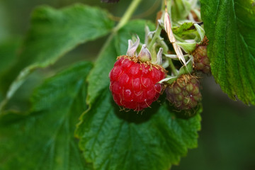 Fresh wild raspberry fruit
