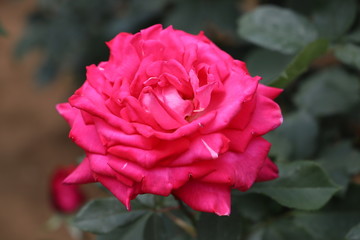 ファーストブラッシュ（バラ）