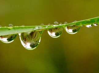 ..grosse Regentropfen an einem Grashalm an einem lichten Sommermorgen..