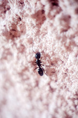 abstract wallpaper with black ant, black ant close-up, insect