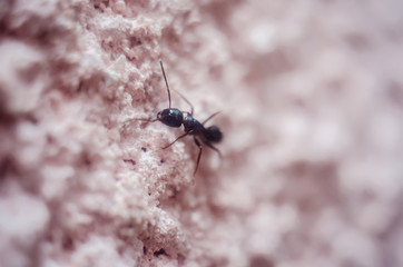 abstract wallpaper with black ant, black ant close-up, insect