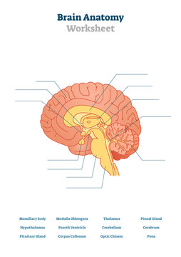 Brain anatomy vector illustration. Anatomical blank head organ structure.