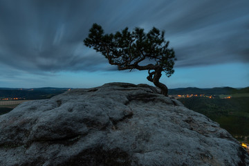 Kiefer auf dem Lilienstein im Elbsandsteingebirge © Connor
